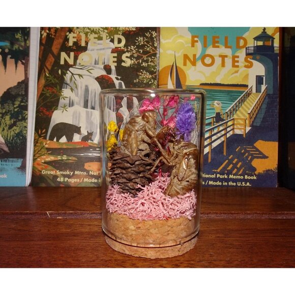 Cicada Skin in Pinecone Nature Art Oddity Jar flower goth curiosity taxidermy - Picture 4 of 10